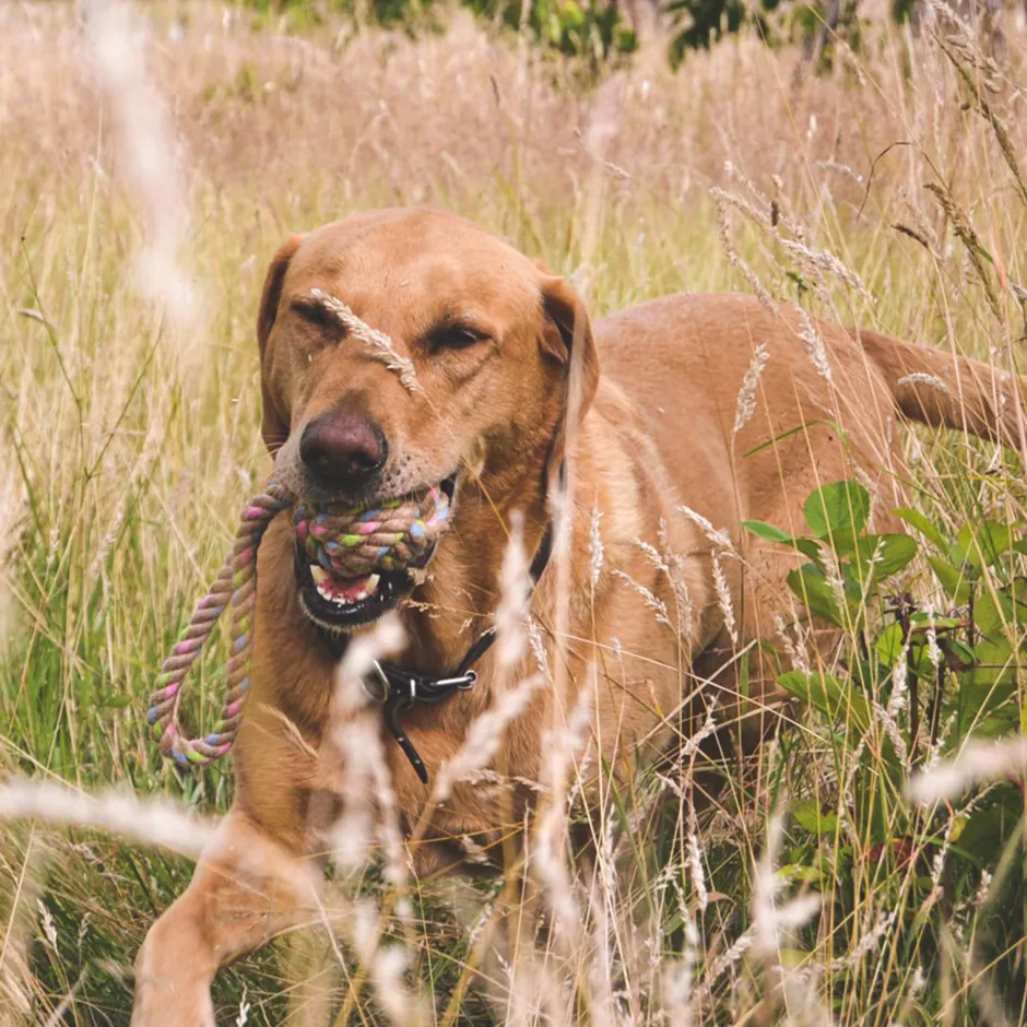 Beco Hondenspeelgoed Hennep Touwbal M (6,5X26 Cm) Outlet