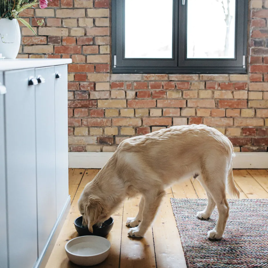 District 70 Bamboo Hond Voerbak - L - Merengue Online